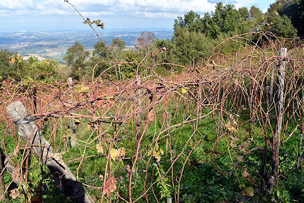 Marino Colleoni - vigneto -2022