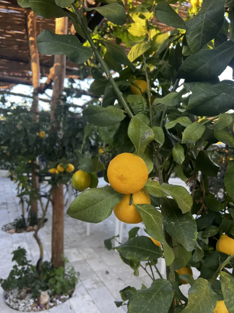 Don Salvatore Limoneto