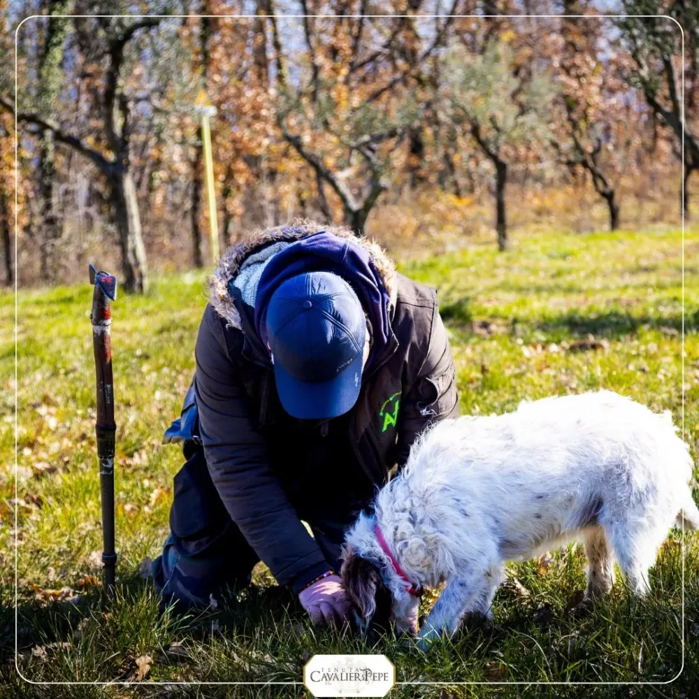 Alla ricerca del tartufo - Tenuta Cavalier Pepe