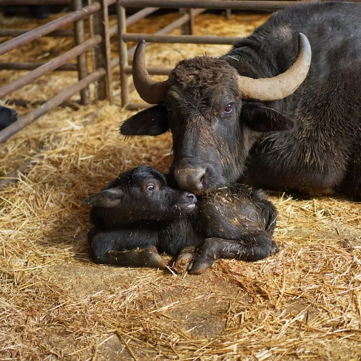 Caseificio di Mozzarella di Bufala
