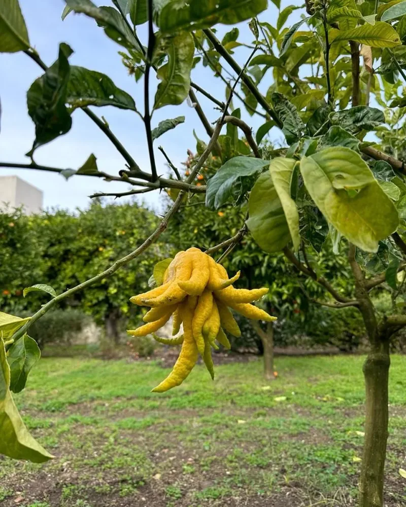 Cedro Mano di Buddha - Giardino Torre Capodimonte Delizie Reali