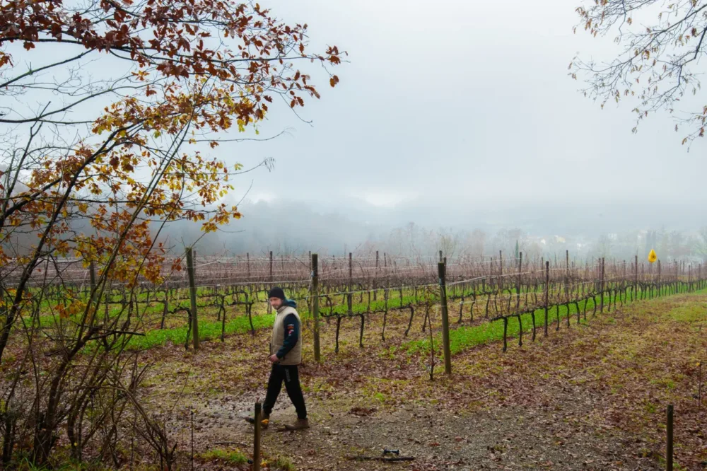 Il Verzale - Matteo tra nebbia e Vigneto