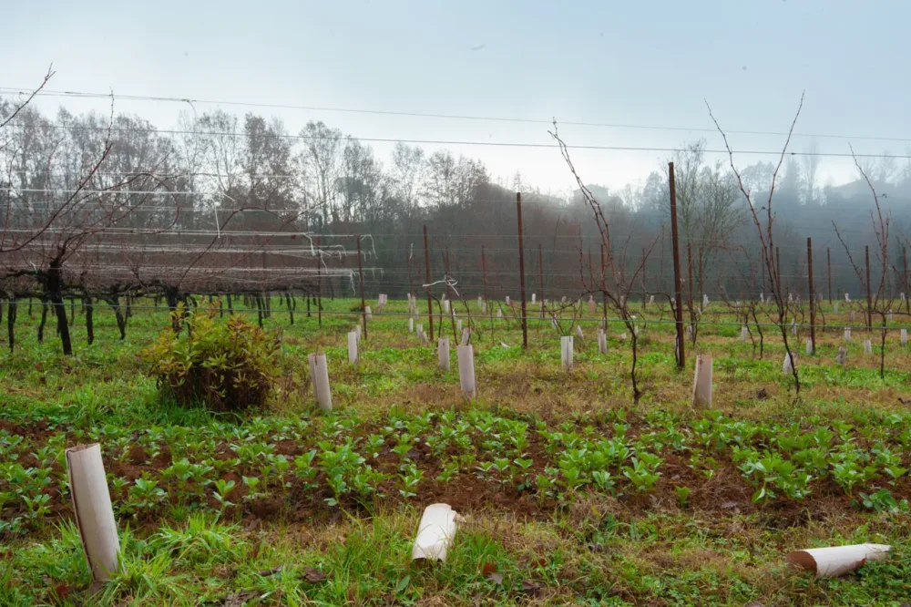 Il Verzale - agricoltura naturale