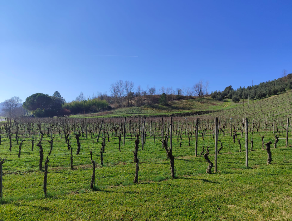 PODERE PELLICCIANO - PARTE DELLA VIGNA IN INVERNO