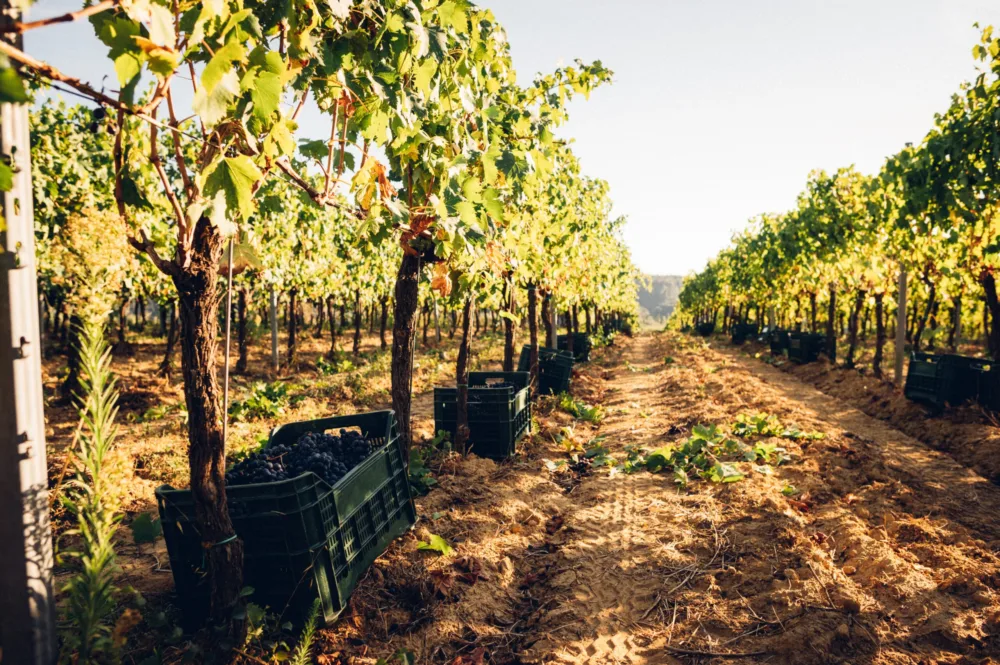 Podere Pellicciano - immagine di repertorio