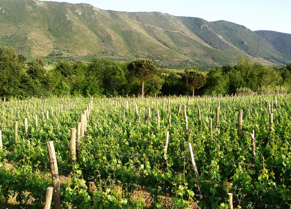 La vigna Ariapetrina e il Monte Massico