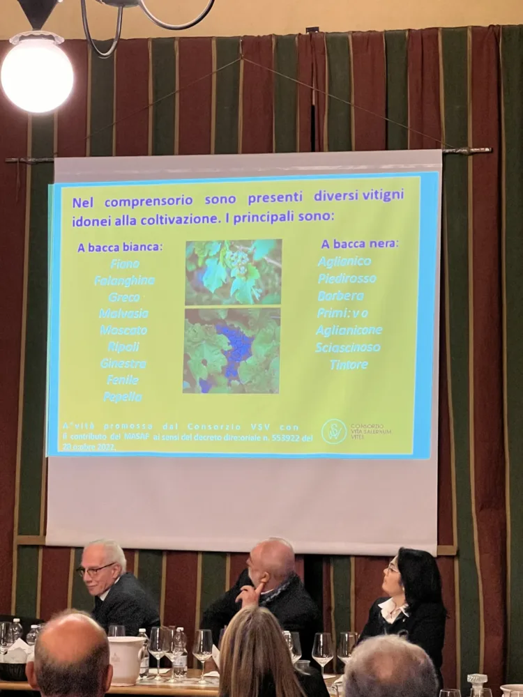 I vitigni della provincia di Salerno