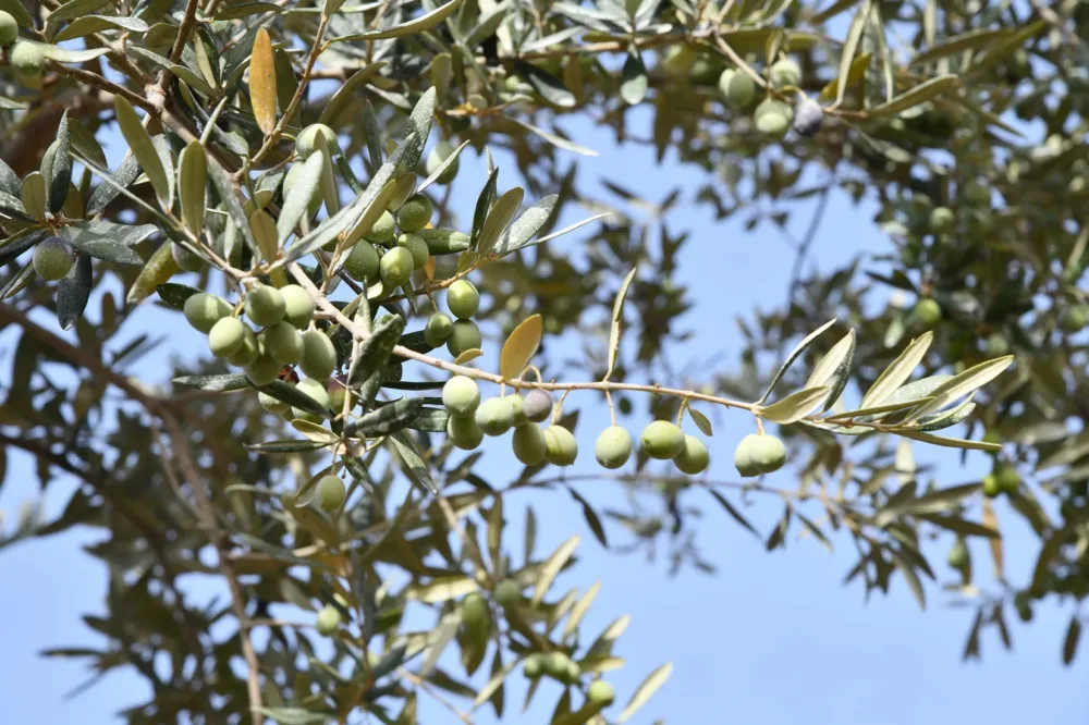 Le olive di Anacapri - L'Oro di Capri