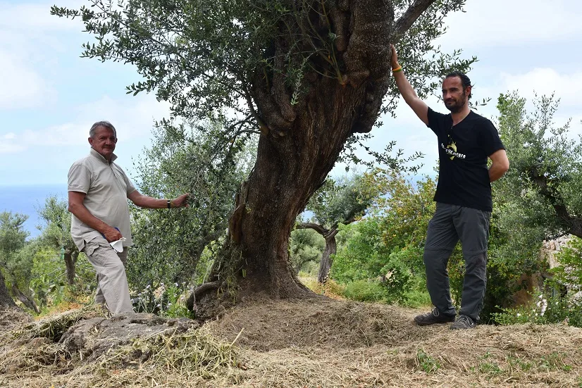 Ulivo secolare di Anacapri - L'Oro di Capri