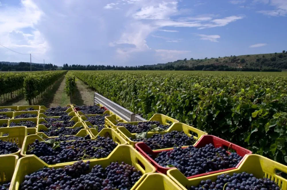 Vigneto azienda Statti