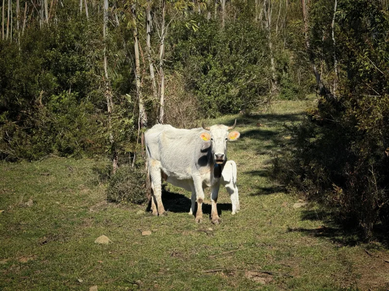 La natura che ti porta a Piaggine nel Cilento