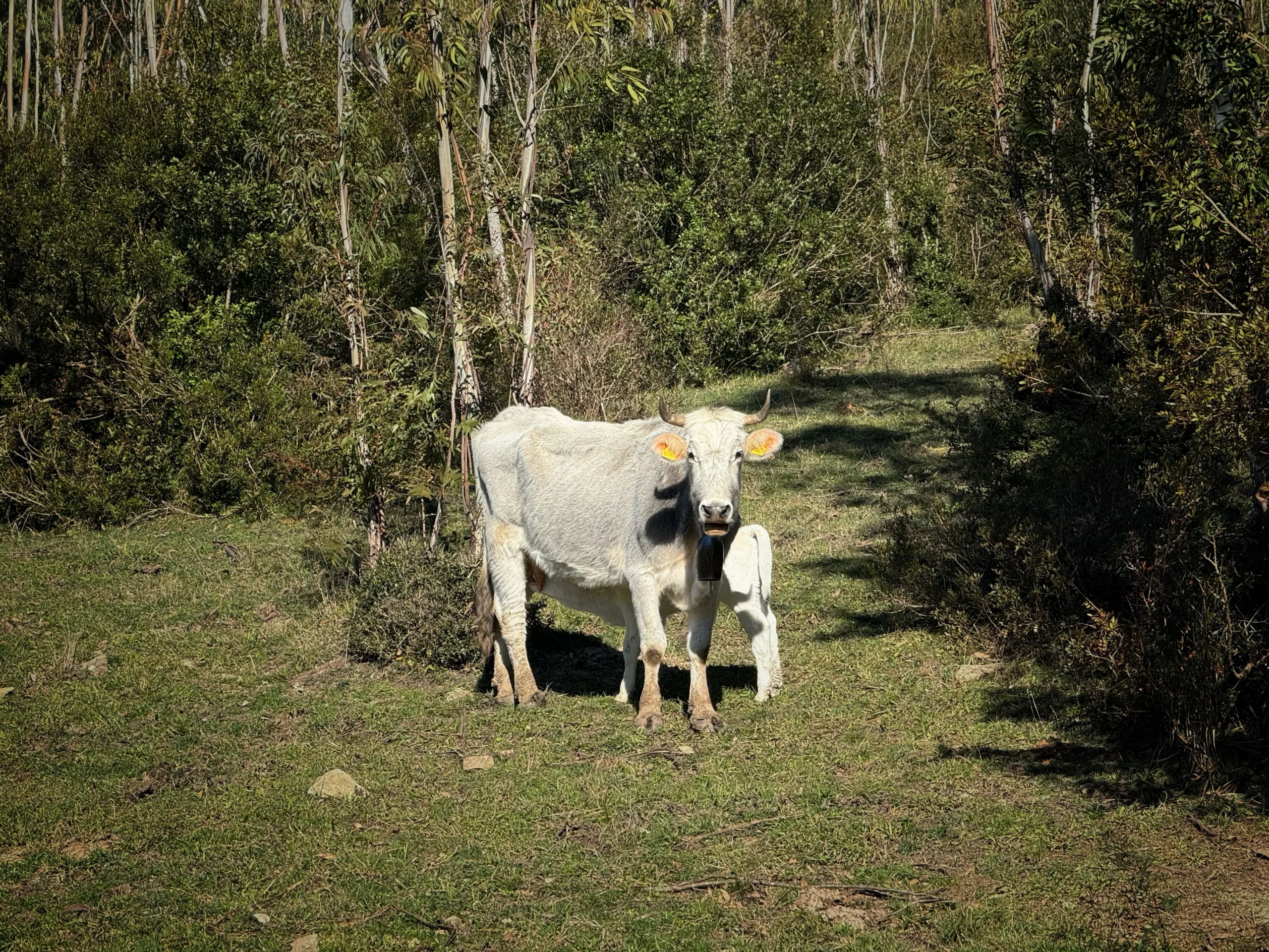 La natura che ti porta a Piaggine nel Cilento
