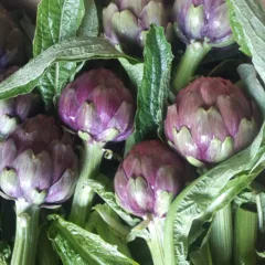Carciofo viola - Azienda agricola Pane Ferdinando