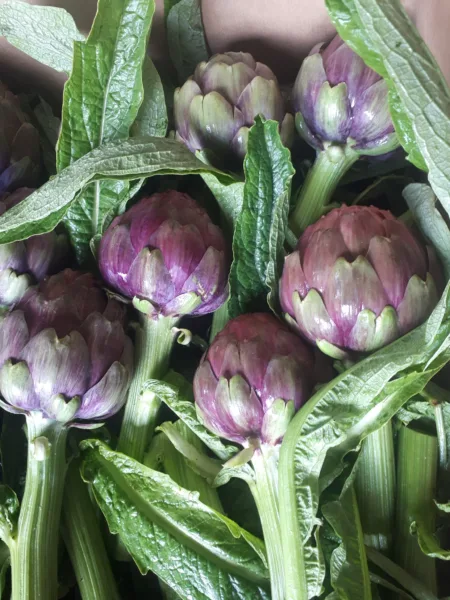 Carciofo viola - Azienda agricola Pane Ferdinando