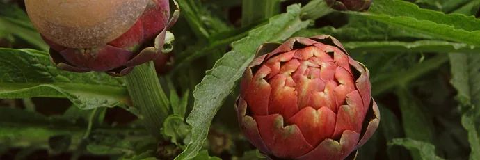 Carciofo violetto di Schito - Fondazione Slow Food