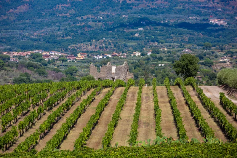Villa Matilde – Tenuta di San Castrese, l’Ager Falernum
