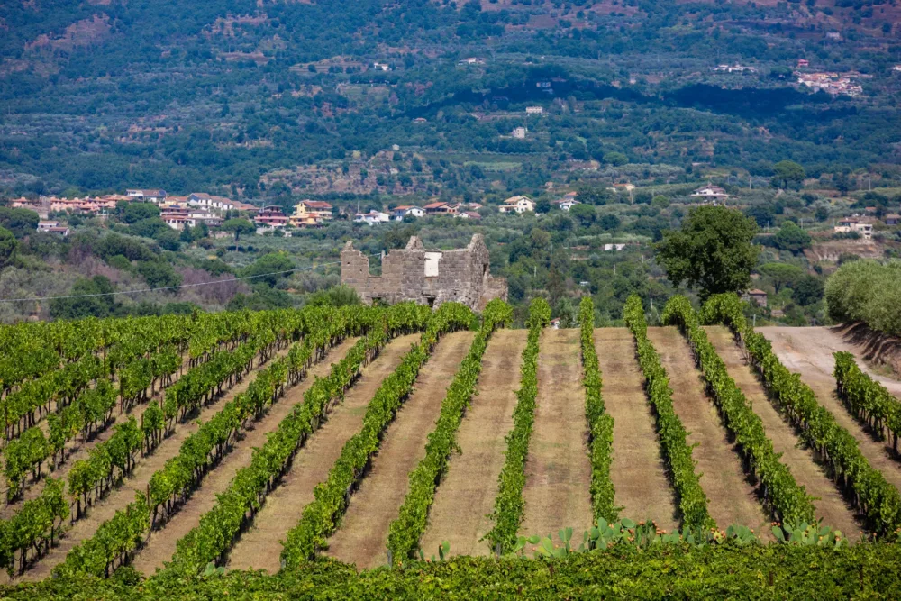 Villa Matilde – Tenuta di San Castrese, l’Ager Falernum