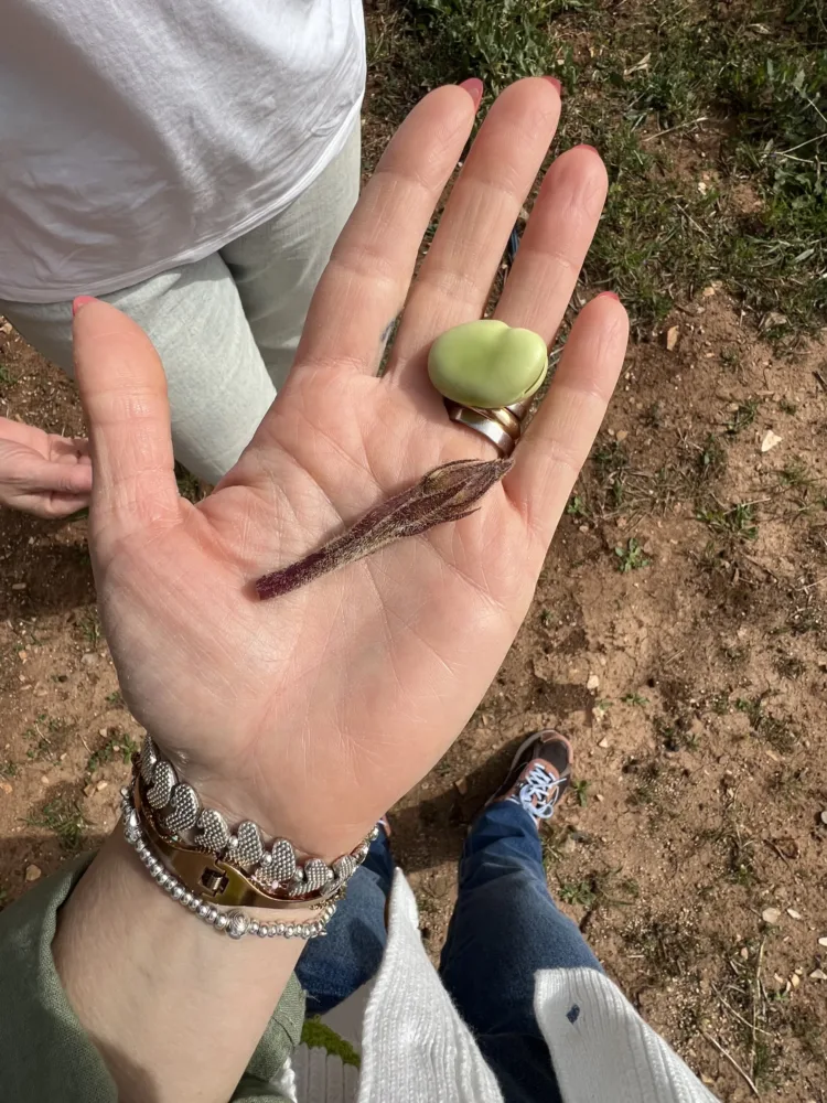 Fava e Sporchia Masseria la Foggia
