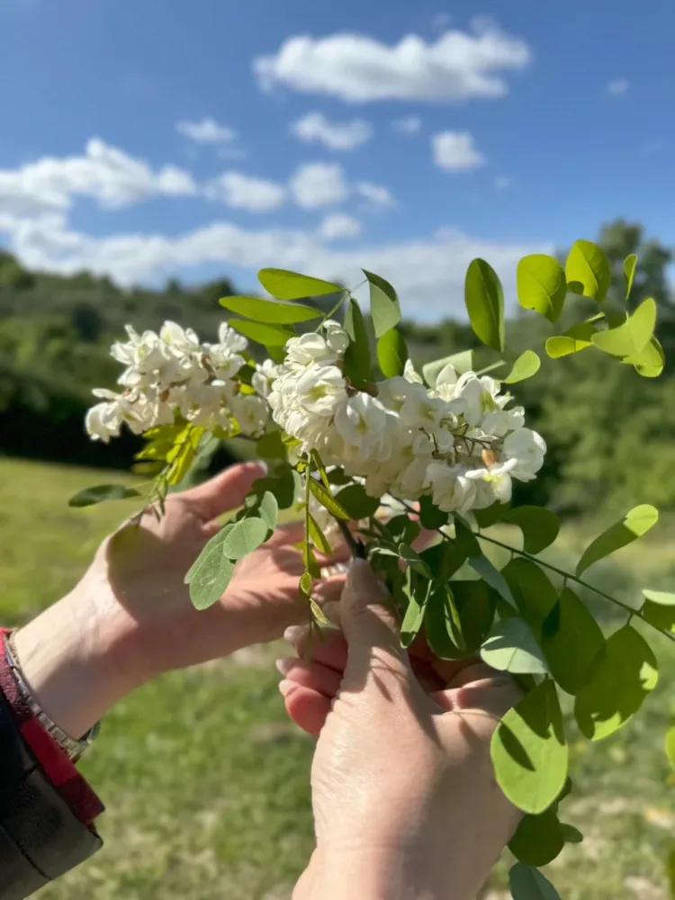 Fiore di Acacia - Il Giardino Segreto