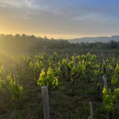 Etna - SiciliaenPrimeur