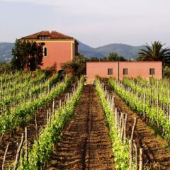 Il casolare rosa e la prima vigna del 1995