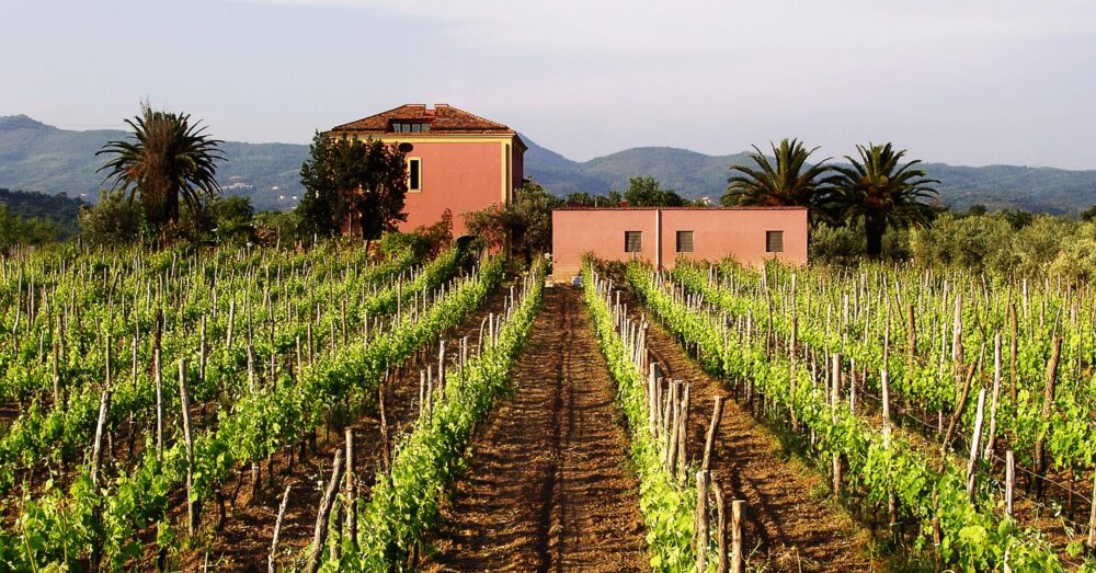 Il casolare rosa e la prima vigna del 1995