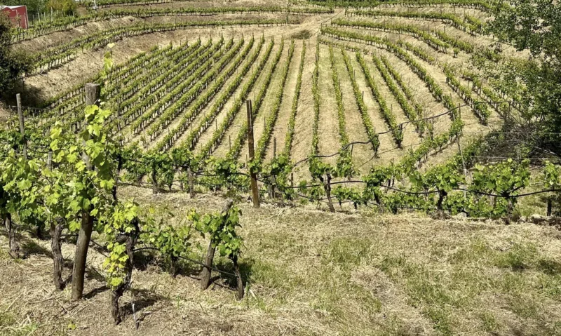 Cantine del Mare la Vigna 'Anfiteatro'