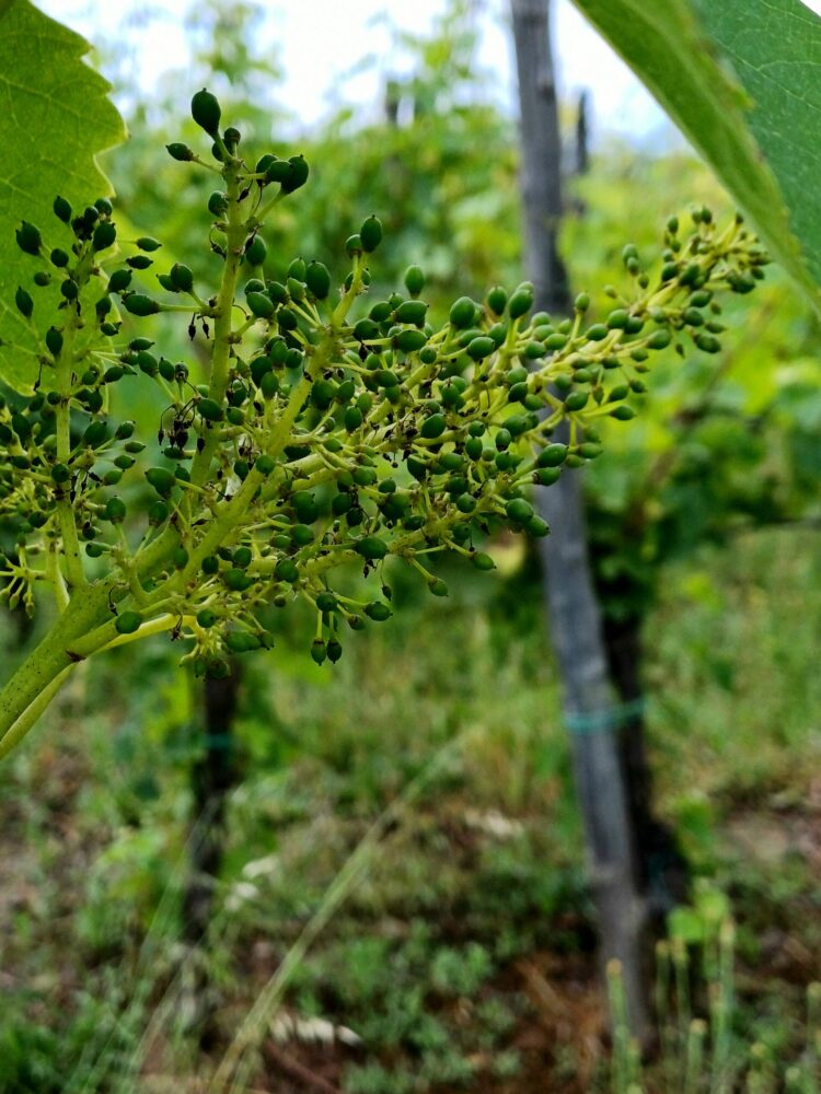 Aglianico a fine maggio