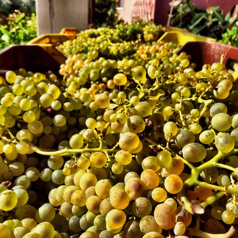 Le uve di Anthologia