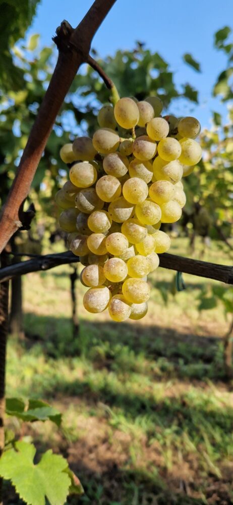 Grappolo di Anthologia