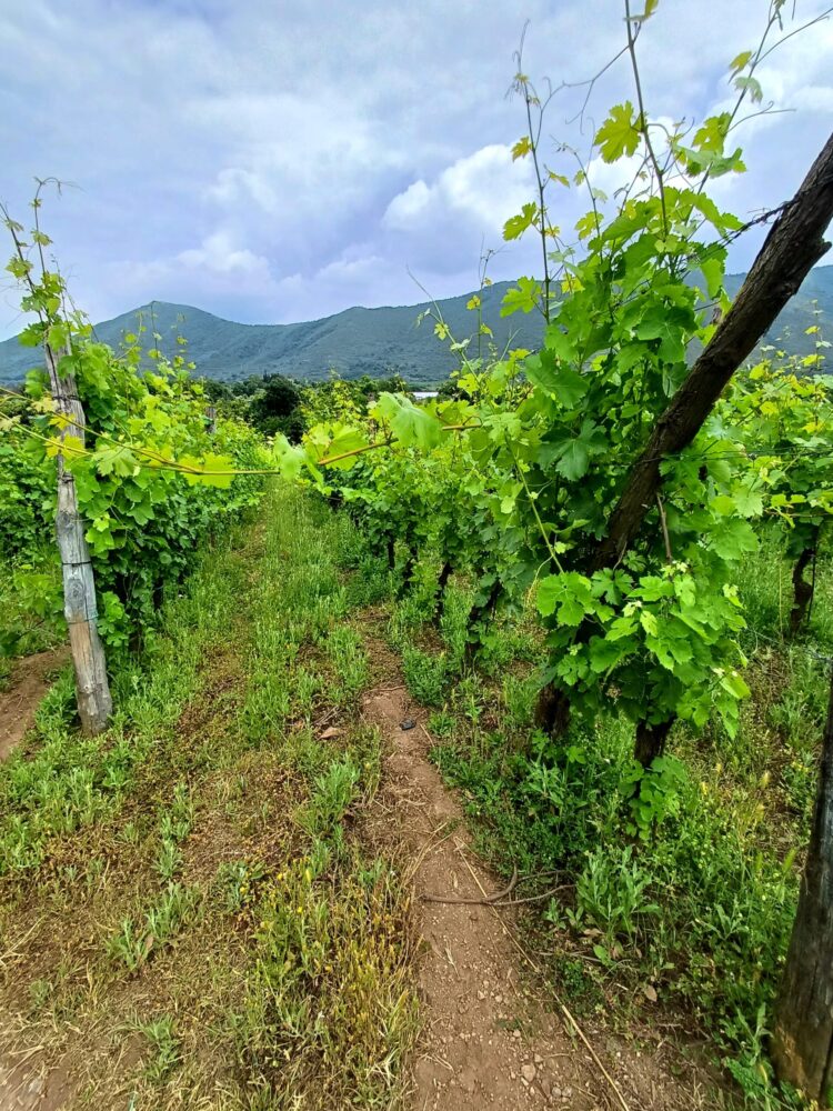 La vigna Falerno del Massico Rosso