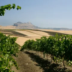 SiciliaenPrimeur - 2024