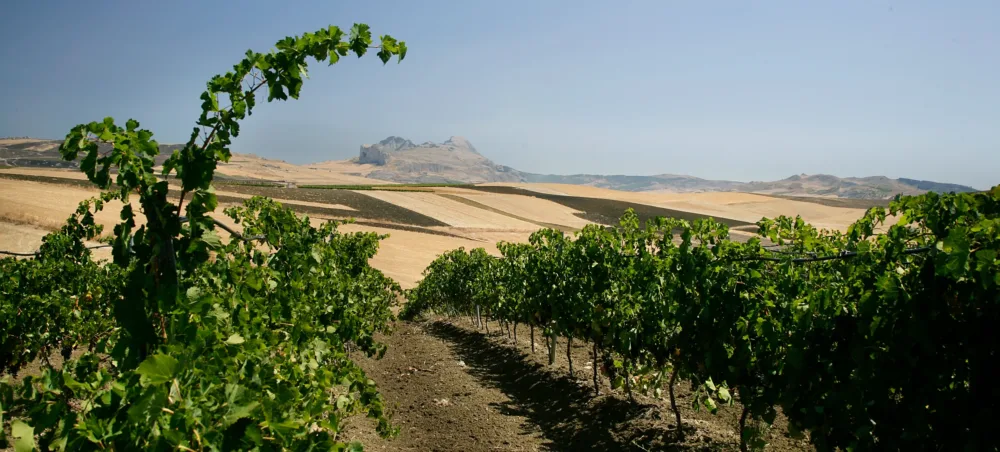 SiciliaenPrimeur - 2024