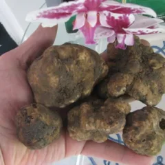 Tartufo bianco pregiato - Assessorato Agricoltura Regione Campania