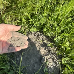 Guardia Sanframondi - suolo