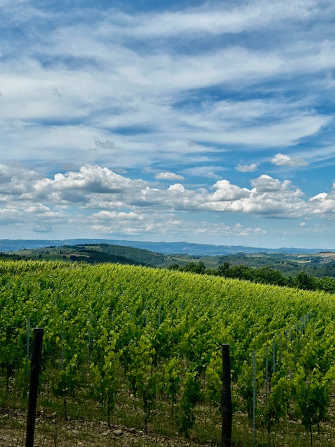Isole e Olena - Vigneto coltivato a Chardonnay