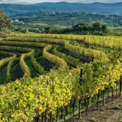 Friuli paesaggio viticolo