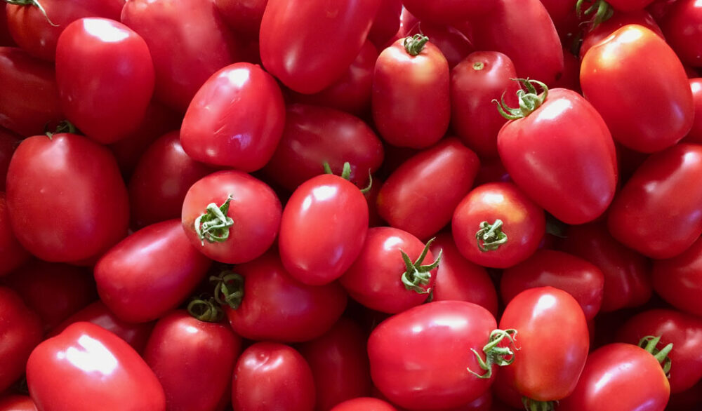 Pomodoro re umberto - assessorato agricoltura Regione Campania