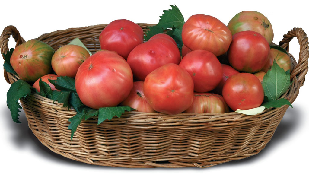 Pomodoro sorrento - assessorato agricoltura Regione Campania