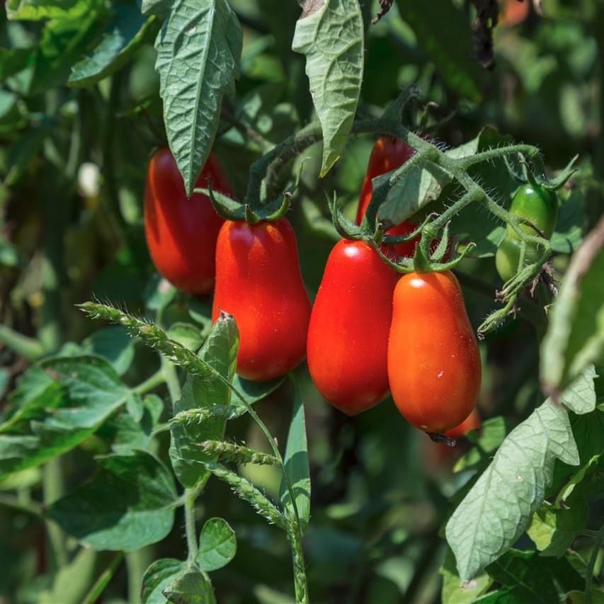pomodoro cannellino flegreo