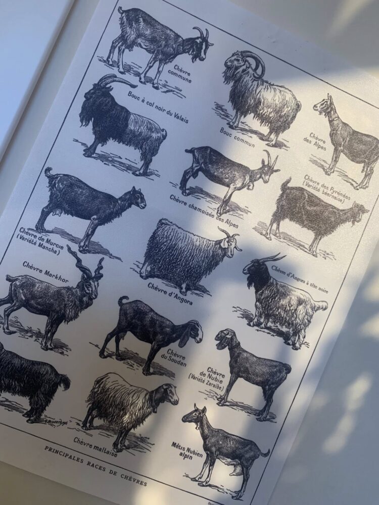 Gustophia Dispensa Popolare, capre capre capre