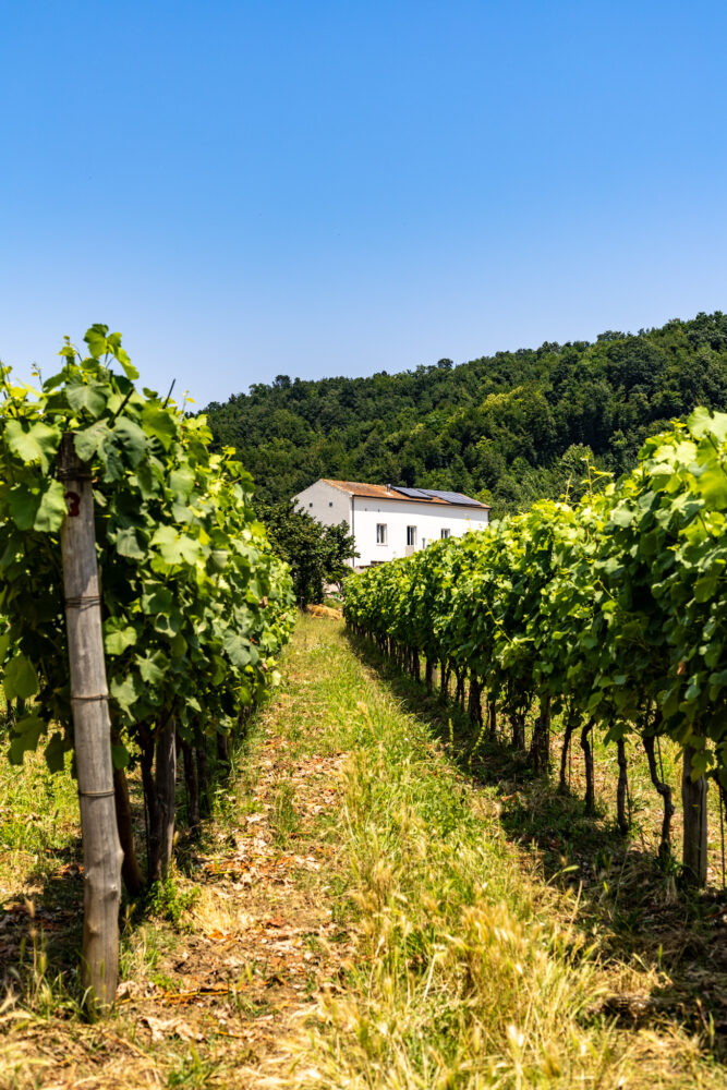 Azienda Guerritore, la struttura