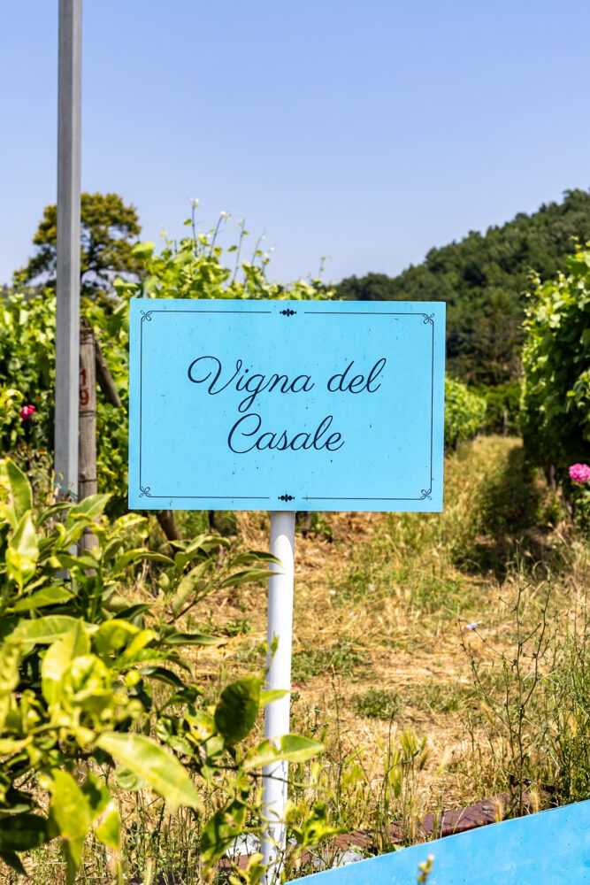 Azienda Guerritore, la vigna