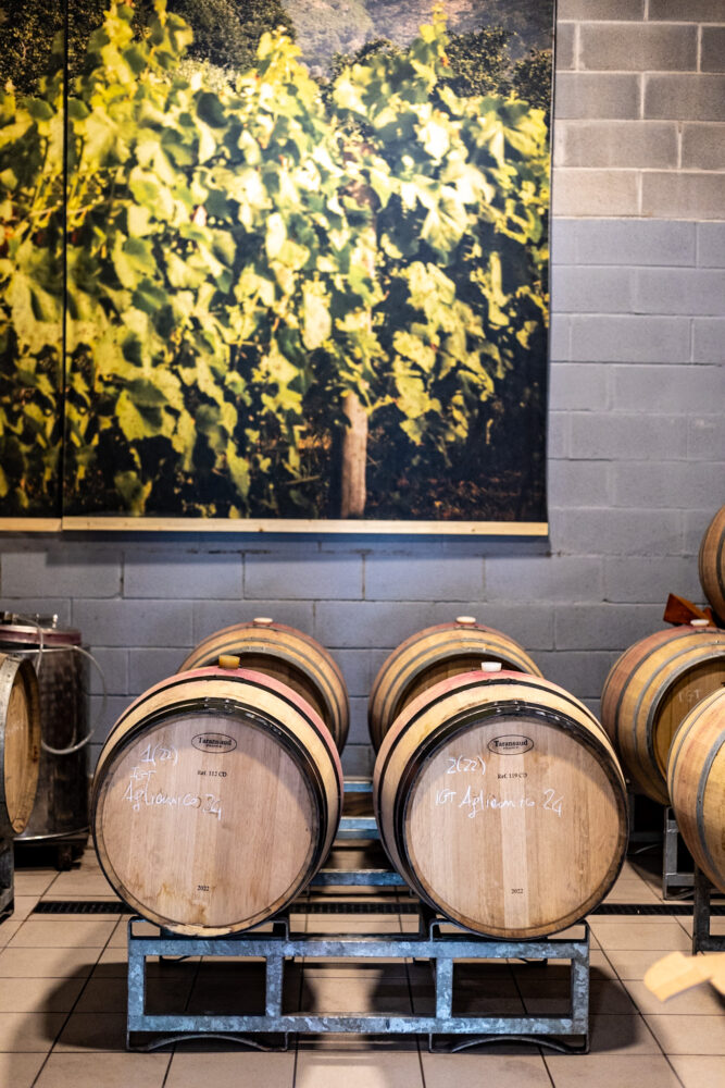 Azienda Guerritore, la bottaia