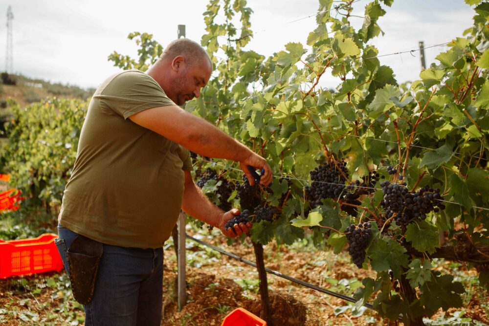 La vendemmia a Baglio di Pianetto