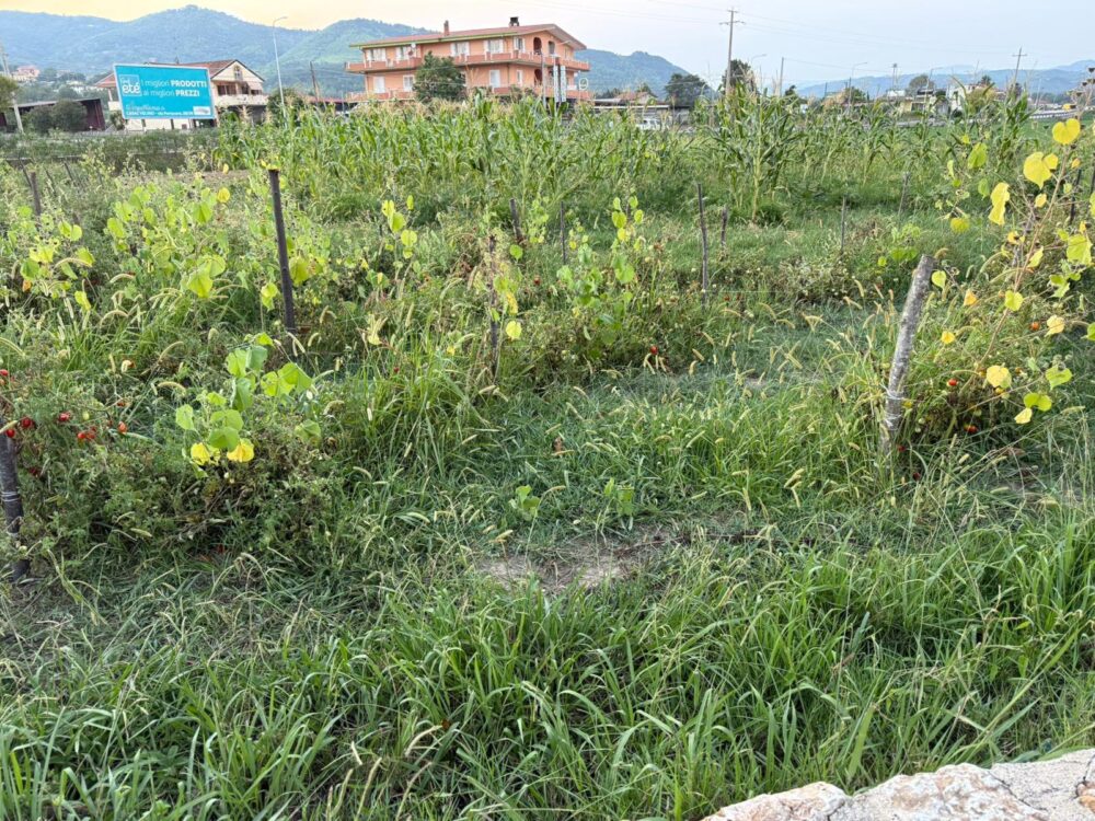 L'Ammaccata, l'orto sinergico