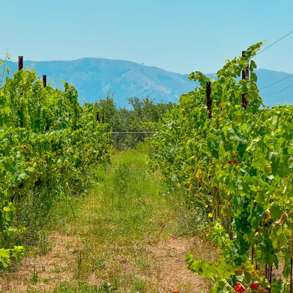 La Masseria di Sessa vigneti
