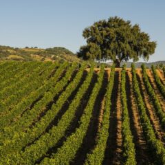 Baglio Di Pianetto - Vigneti