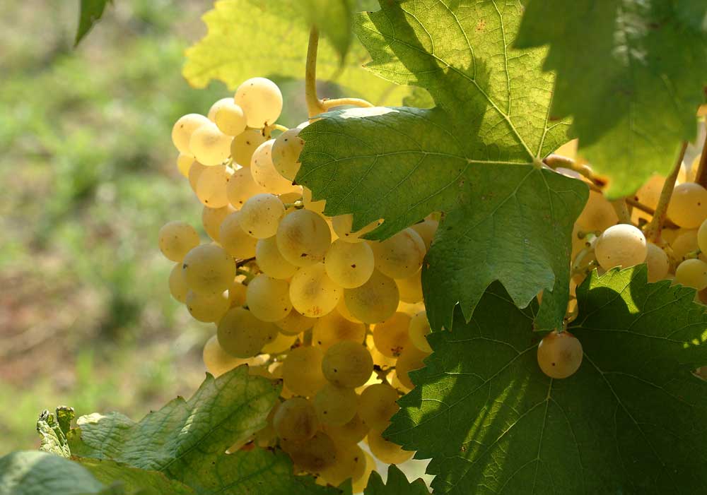 Grappolo Falanghina flegrea