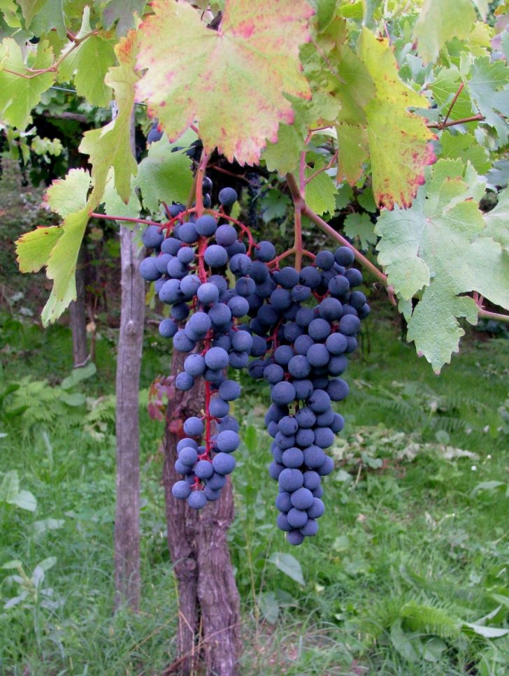 Grappolo Piedirosso flegreo